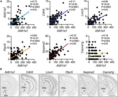 Function and Regulation of ALDH1A1-Positive Nigrostriatal Dopaminergic Neurons in Motor Control and Parkinson’s Disease